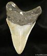 Megalodon Tooth SC #956-1
